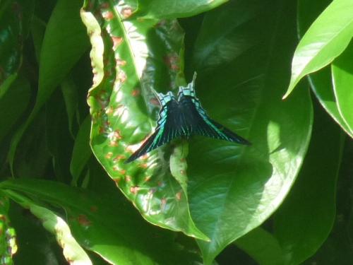 Urania sp.