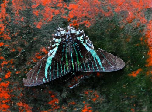 Urania sp.