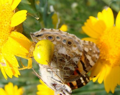 Vanessa cardui