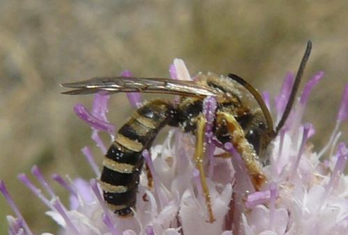 Réf. 136 278 : Halictus sp.