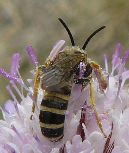 Réf. 136 279 : Halictus sp.