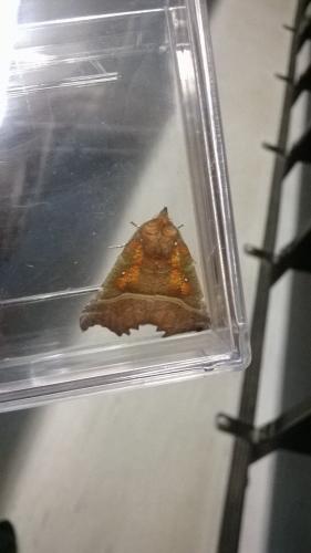 Scoliopteryx libatrix