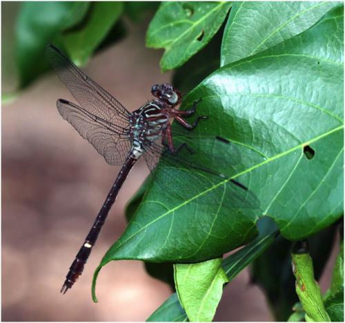 Zonophora campanulata