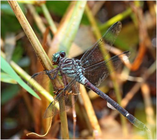 Zonophora campanulata