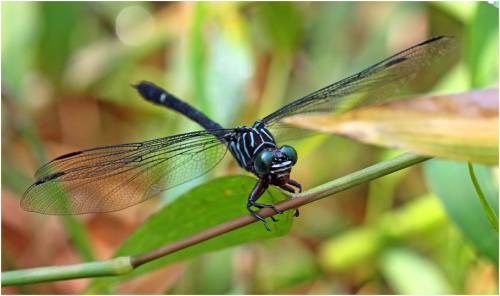 Zonophora campanulata