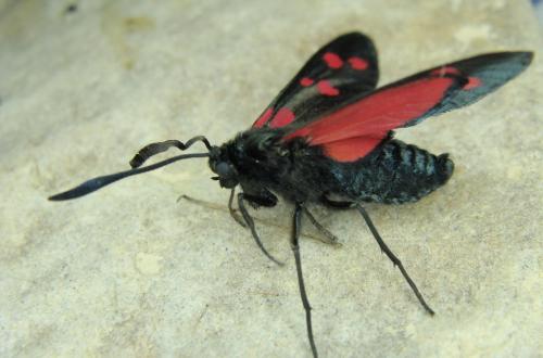 Zygaena filipendulae