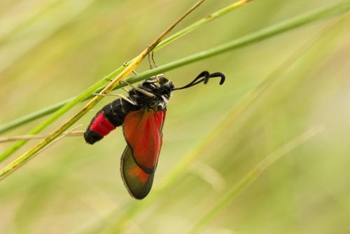 Réf. 136 295 : Zygaena sarpedon