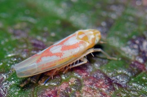 Zygina sp.