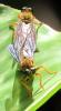 136999 – Photo : Yanissea – Guyane française