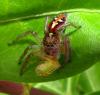 136164 – Photo : Yanissea – Guyane française