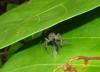 136036 – Photo : Yanissea – Guyane française