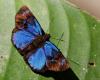 136640 – Photo : G. Boulay – Costa Rica