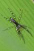 136046 – Photo : D. Martinez – Philippines