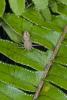 136271 – Photo : D. Martinez – Philippines