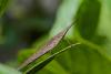 136595 – Photo : D. Martinez – Philippines