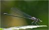 Argia sordida