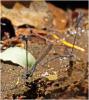 Argia sordida