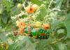 136500 – Photo : Stephane VASSEL – Bénin