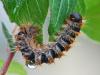 Thaumetopoea pityocampa