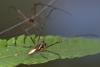 136947 – Photo : D. Martinez – Philippines