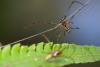 136949 – Photo : D. Martinez – Philippines