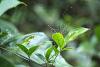 136285 – Photo : Michael S – Malaisie
