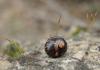 136331 – Photo : David Sannier – France (83)