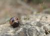 136333 – Photo : David Sannier – France (83)