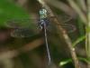 136073 – Photo : Alexandre Vinot – Guyane française