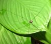 136088 – Photo : Yanissea – Guyane française