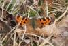 136458 – Photo : Dominique THAUVIN – France (45)