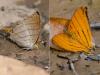 136021 – Photo : Christian Widmann – Brésil