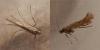 136710 – Photo : Dominique THAUVIN – France (45)