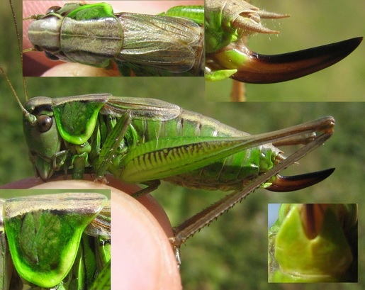 Jeremie Fevrier - Roeseliana roeselii - réf. 136659 (515 x 409 pixels, 79 ko)