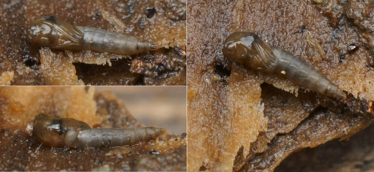 Pierre Gros - Orthocladiinae inconnu - réf. 136196 (1300 x 600 pixels, 215 ko)
