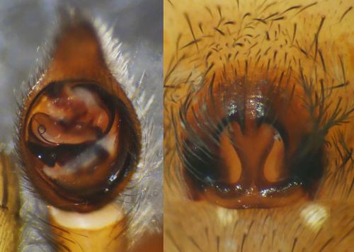 Trochosa terricola
