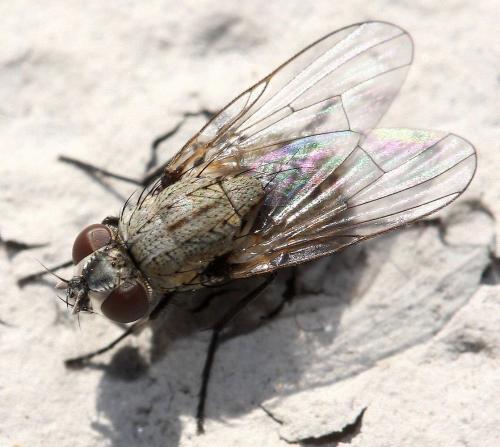 Réf. 137 144 : Limnophora sp.