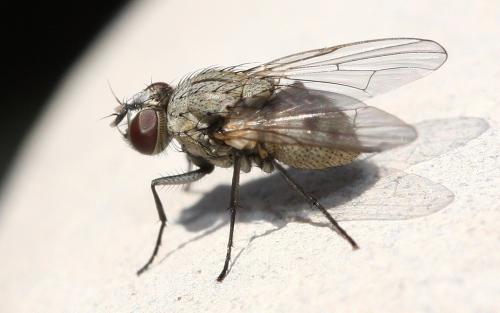 Réf. 137 142 : Limnophora sp.