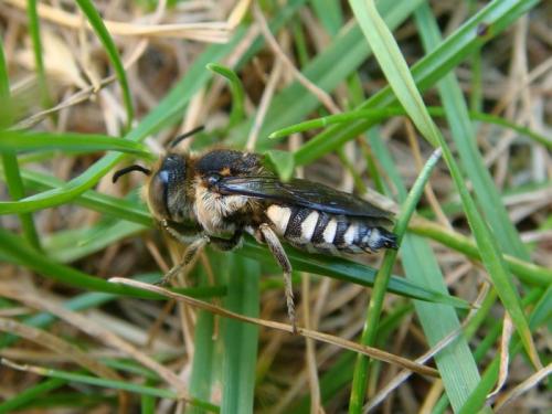 Coelioxys conoidea