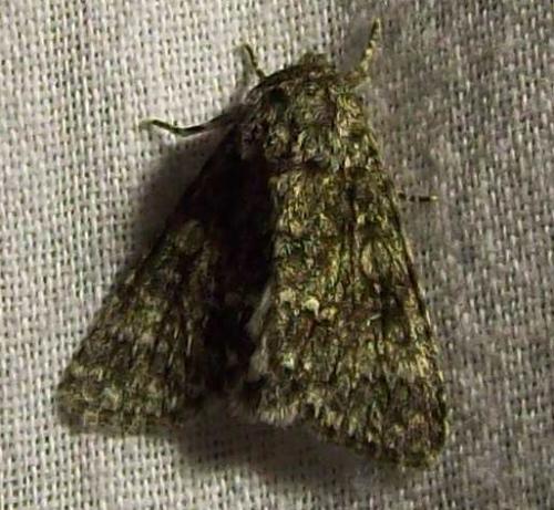 Réf. 137 599 : Subacronicta megacephala