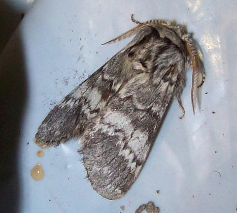 Drymonia ruficornis