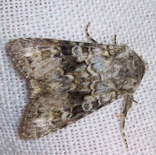 Réf. 137 596 : Hecatera bicolorata