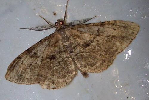 Peribatodes rhomboidaria
