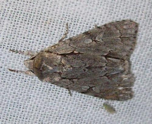 Réf. 137 524 : Acronicta sp.
