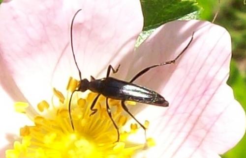 Rutpela nigra