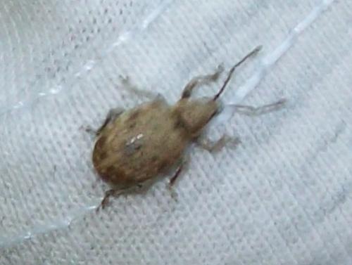 Réf. 137 519 : Peritelus sphaeroides