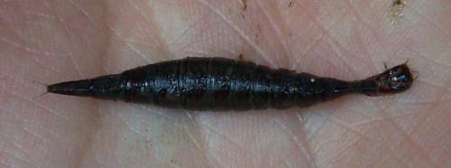 Acilius sp.