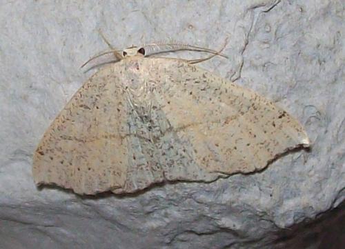 Réf. 137 516 : Cyclophora punctaria