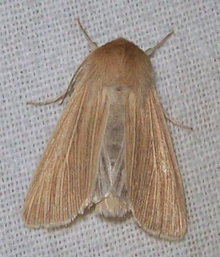 Réf. 137 589 : Mythimna pallens