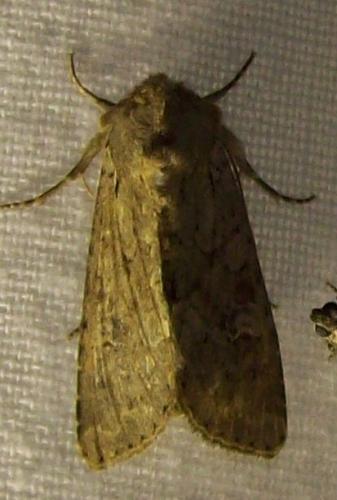 Réf. 137 590 : Apamea sordens